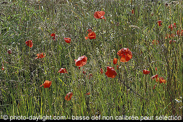 coquelicots